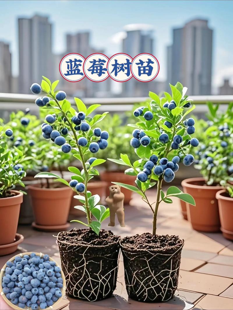 蓝莓树嫁接的好吗?蓝莓树嫁接的好吗图片