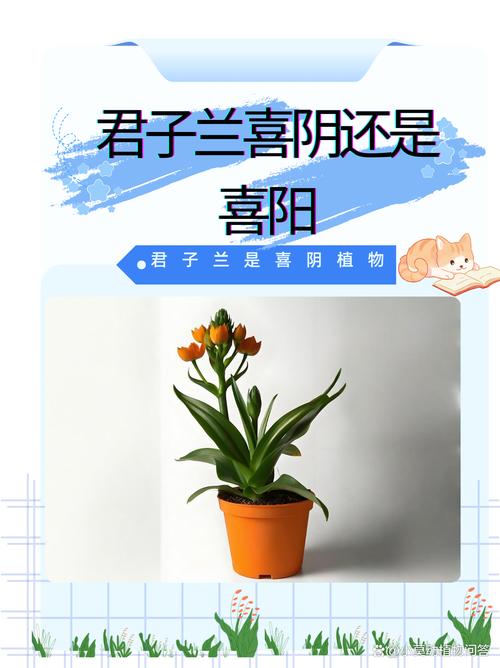 君子兰发源地在何处?君子兰原产地是哪个国家