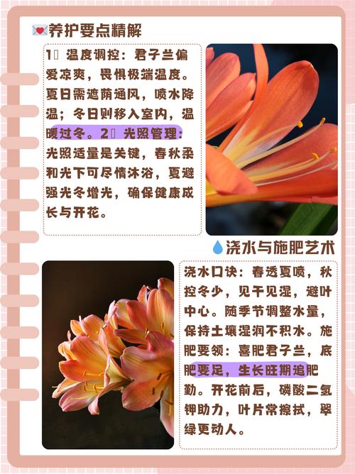 君子兰发源地在何处?君子兰原产地是哪个国家