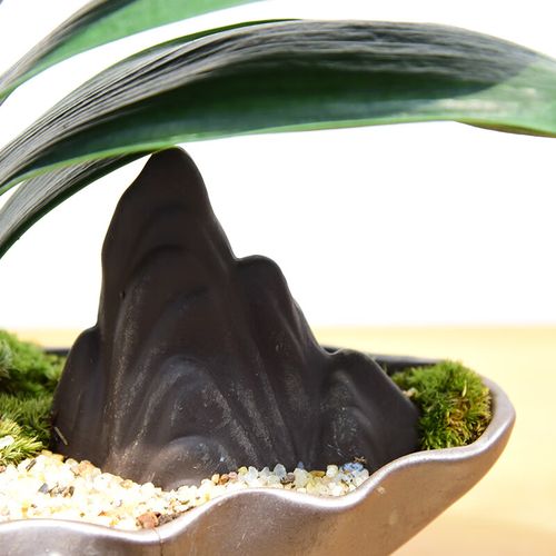 君子兰发源地在何处?君子兰原产地是哪个国家