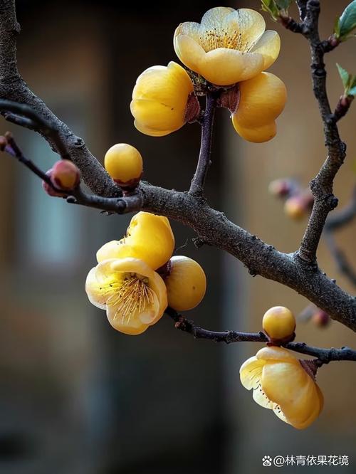 腊梅适合南方种吗?腊梅南方有吗