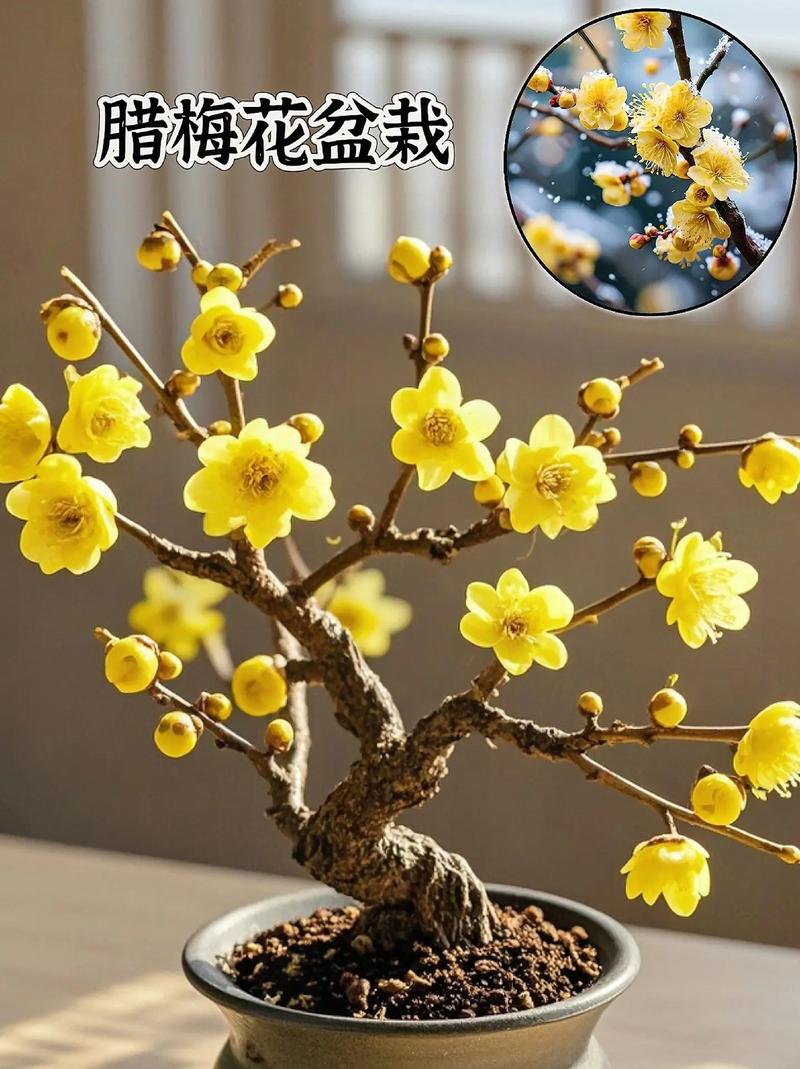 腊梅适合南方种吗?腊梅南方有吗