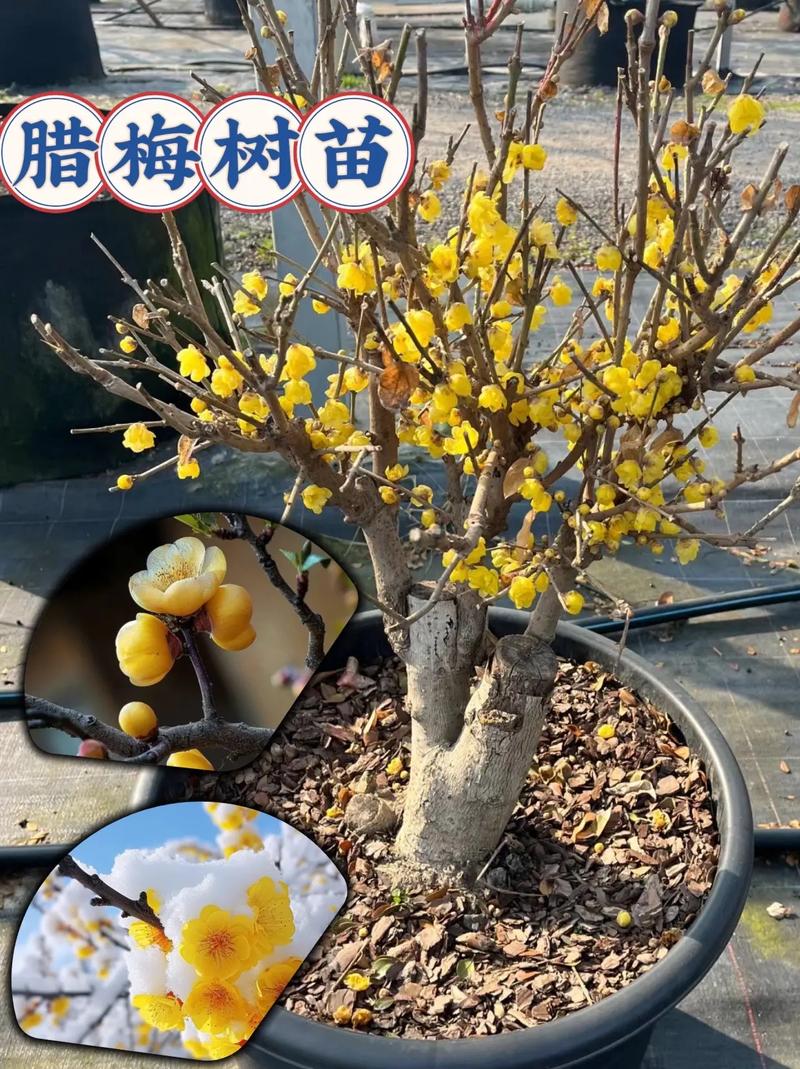 腊梅适合南方种吗?腊梅南方有吗