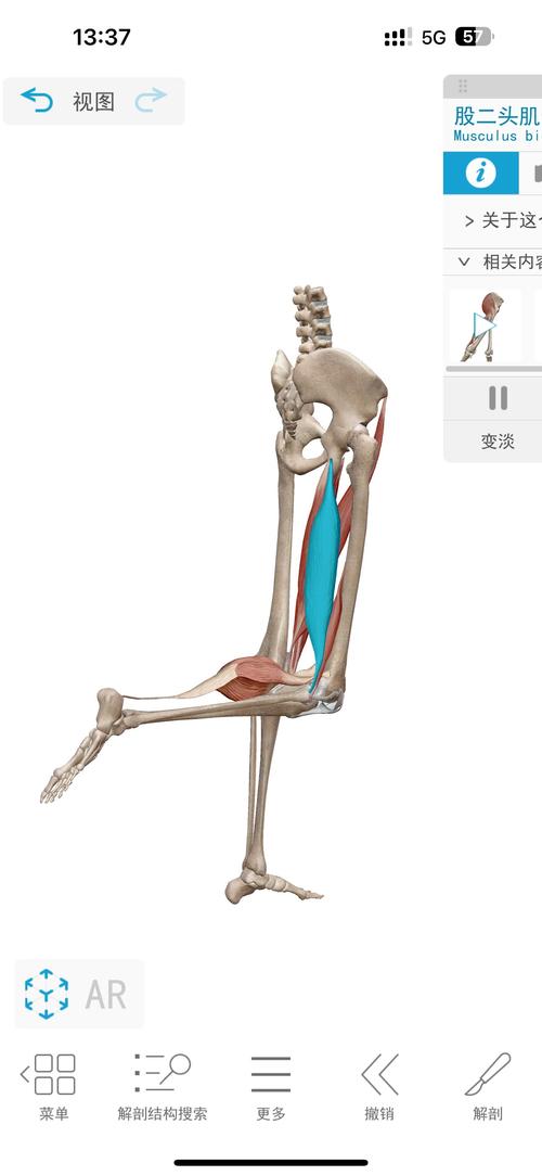 股二头肌的作用是什么?？股二头肌是什么部位