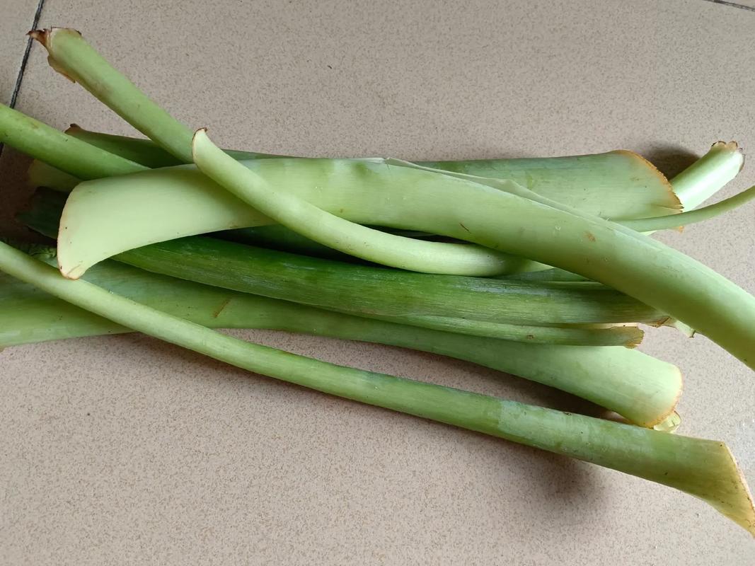 芋头杆可以吃的是什么芋头？芋头杆子可以吃吗?