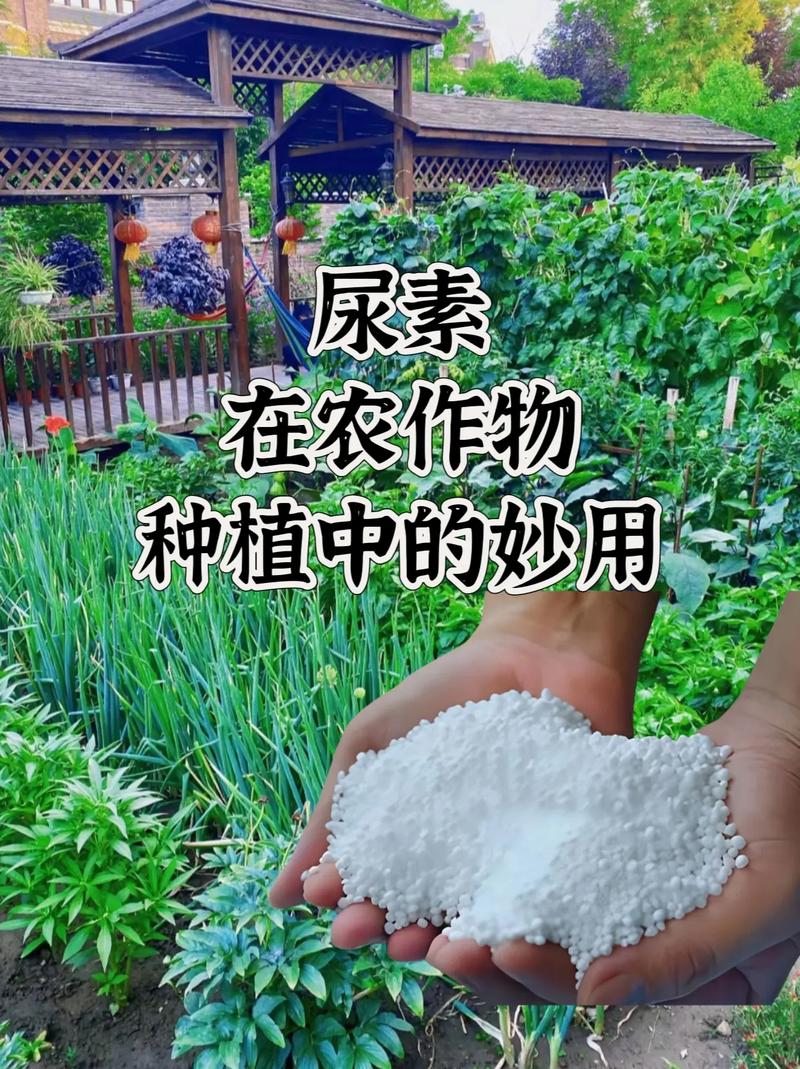 春季苹果树施尿素几斤？苹果树春天浇水撒尿素几斤好