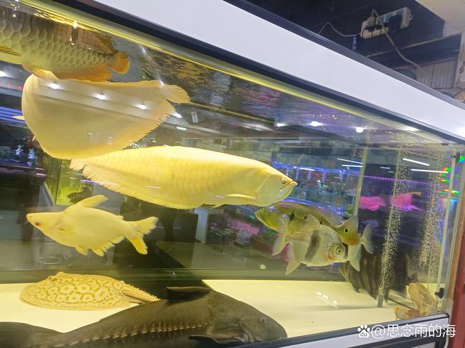 廊坊花鸟鱼虫市场营业时间？廊坊卖鱼卖花的地方