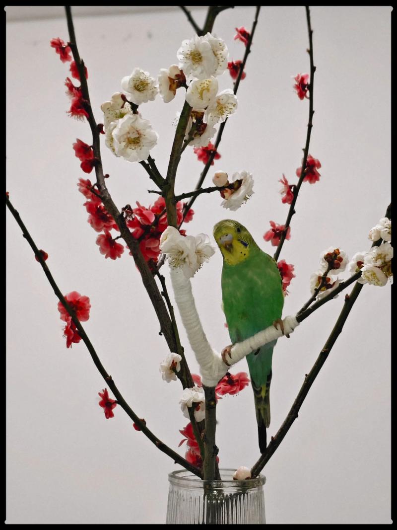 枯木逢春打一种动物?枯木逢春打一动物数字