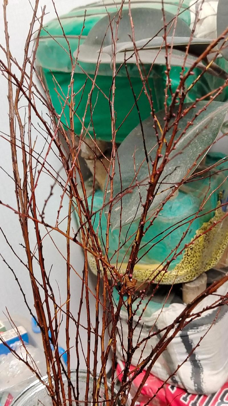 枯木逢春打一种动物?枯木逢春打一动物数字