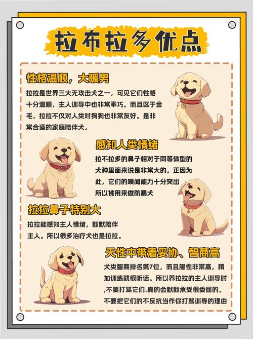 拉布拉多的智商是多少?拉布拉多智商多少名