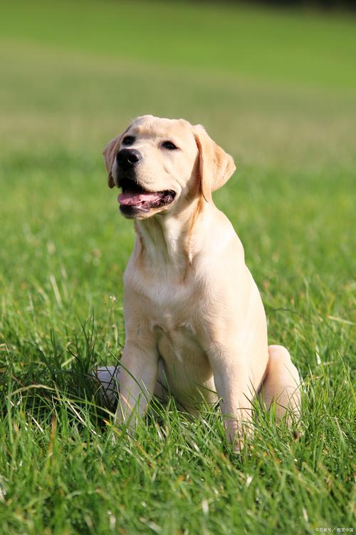 拉布拉多的智商是多少?拉布拉多智商多少名