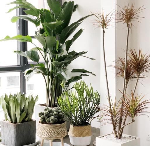 装修完屋里放什么水果？装修完家里放什么绿植