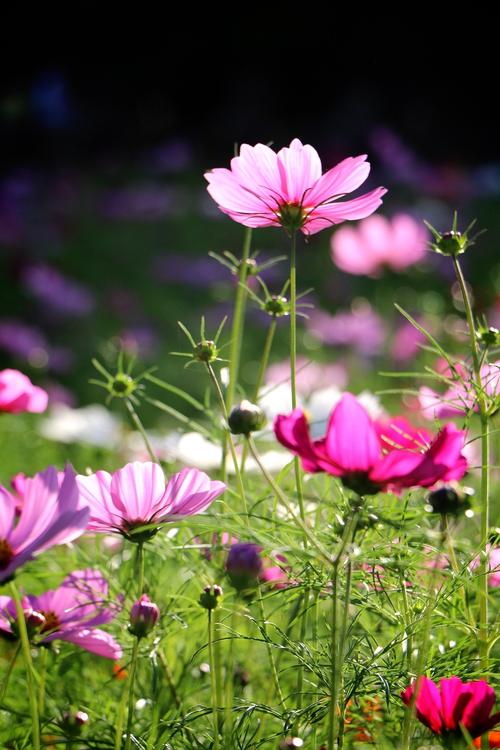 秋天什么花开得最旺盛?秋天哪种花开得最茂盛