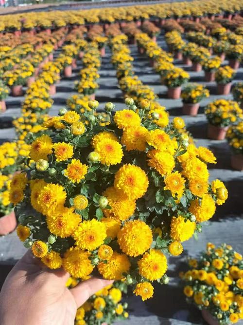 秋天什么花开得最旺盛?秋天哪种花开得最茂盛