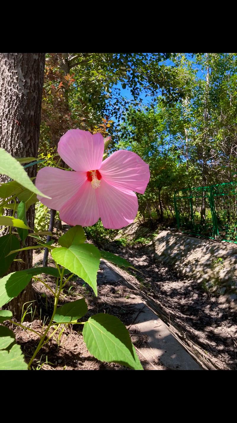 秋天什么花开得最旺盛?秋天哪种花开得最茂盛