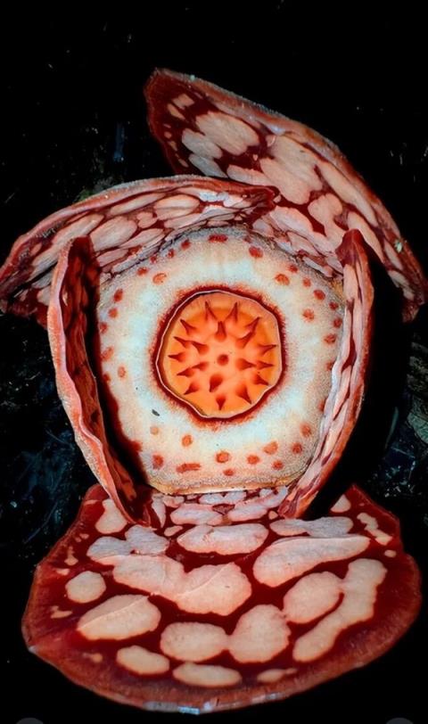 仿佛地狱使者！苦寻13年终见大王花盛开：硕大鲜艳 散发恶臭(图2)