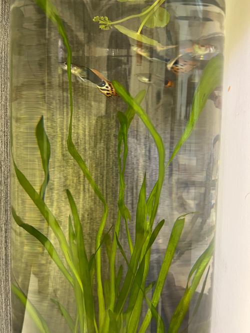 孔雀鱼缸内适宜养的绿植吗？孔雀鱼缸放什么