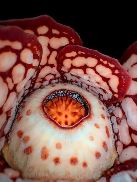 仿佛地狱使者！苦寻13年终见大王花盛开：硕大鲜艳 散发恶臭(图4)