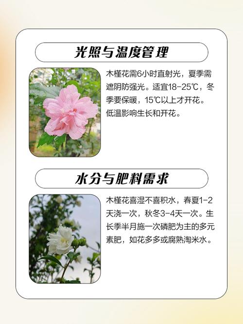 盆栽木槿花开花时能施肥吗？木槿花开花期间可以换盆吗