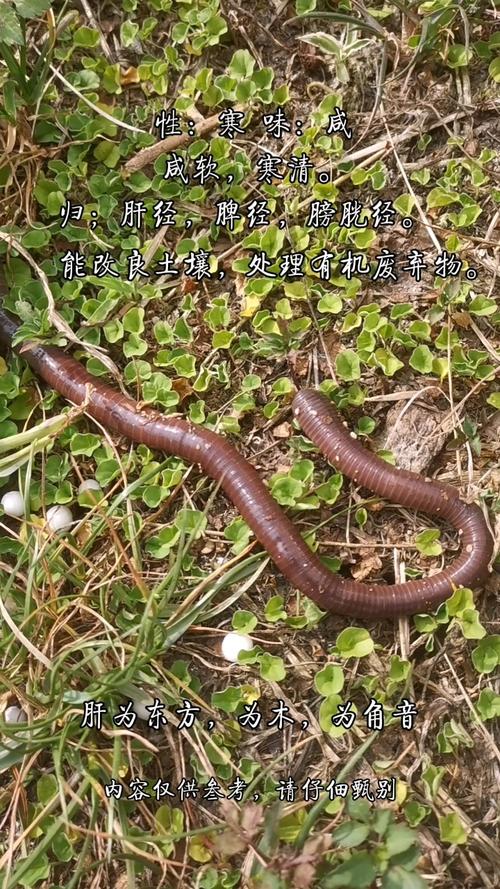 蚯蚓雨后为什么爬到地面上呢?蚯蚓雨后爬出地面是为什么