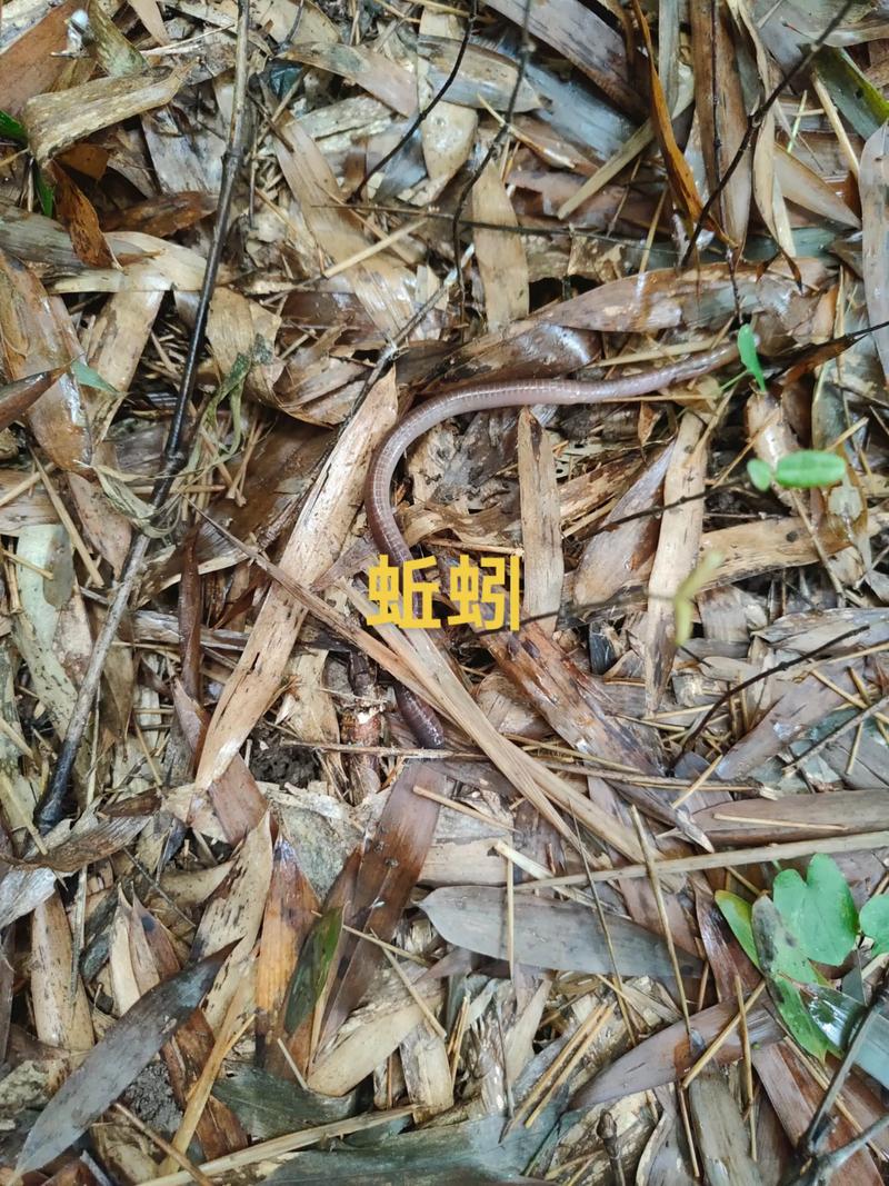 蚯蚓雨后为什么爬到地面上呢?蚯蚓雨后爬出地面是为什么