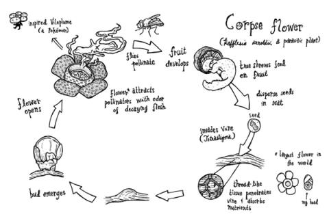 仿佛地狱使者！苦寻13年终见大王花盛开：硕大鲜艳 散发恶臭(图5)