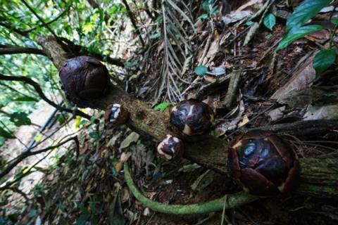 仿佛地狱使者！苦寻13年终见大王花盛开：硕大鲜艳 散发恶臭(图6)