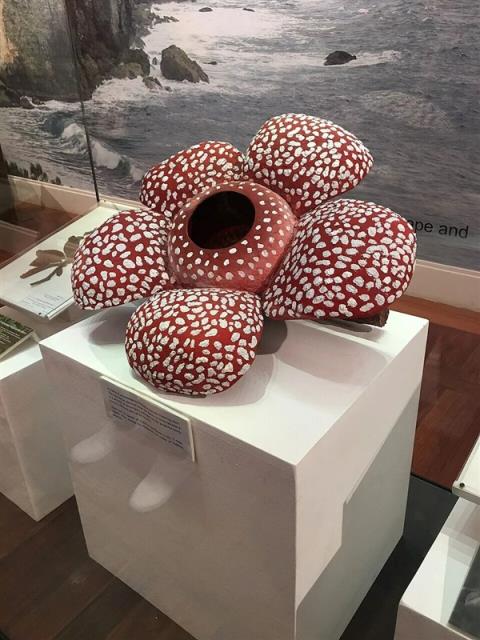 仿佛地狱使者！苦寻13年终见大王花盛开：硕大鲜艳 散发恶臭(图8)