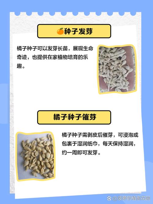 橘子种子怎么育苗？橘子种子怎么育苗视频