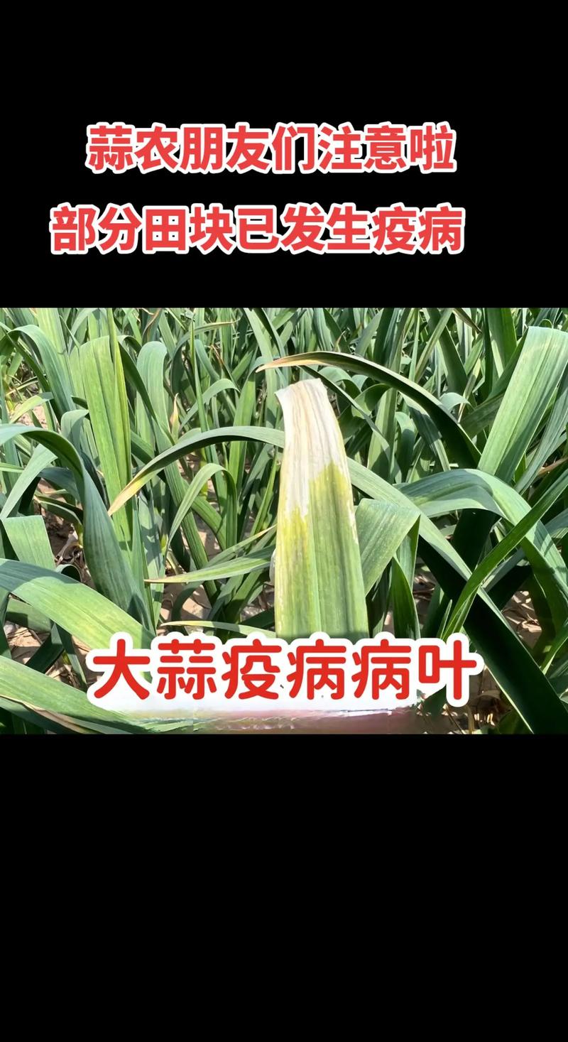 大蒜为什么要提前拍裂?大蒜为什么要提前拍裂的原因