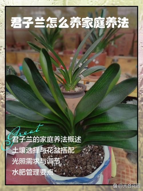 君子兰可以用茶叶施肥吗?君子兰放茶叶好吗