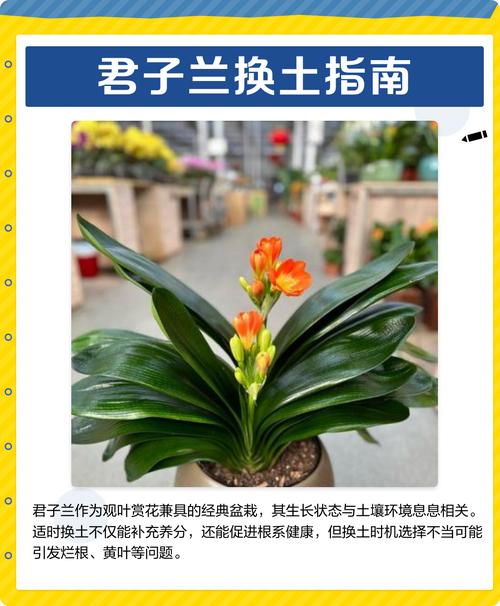 君子兰可以用茶叶施肥吗?君子兰放茶叶好吗