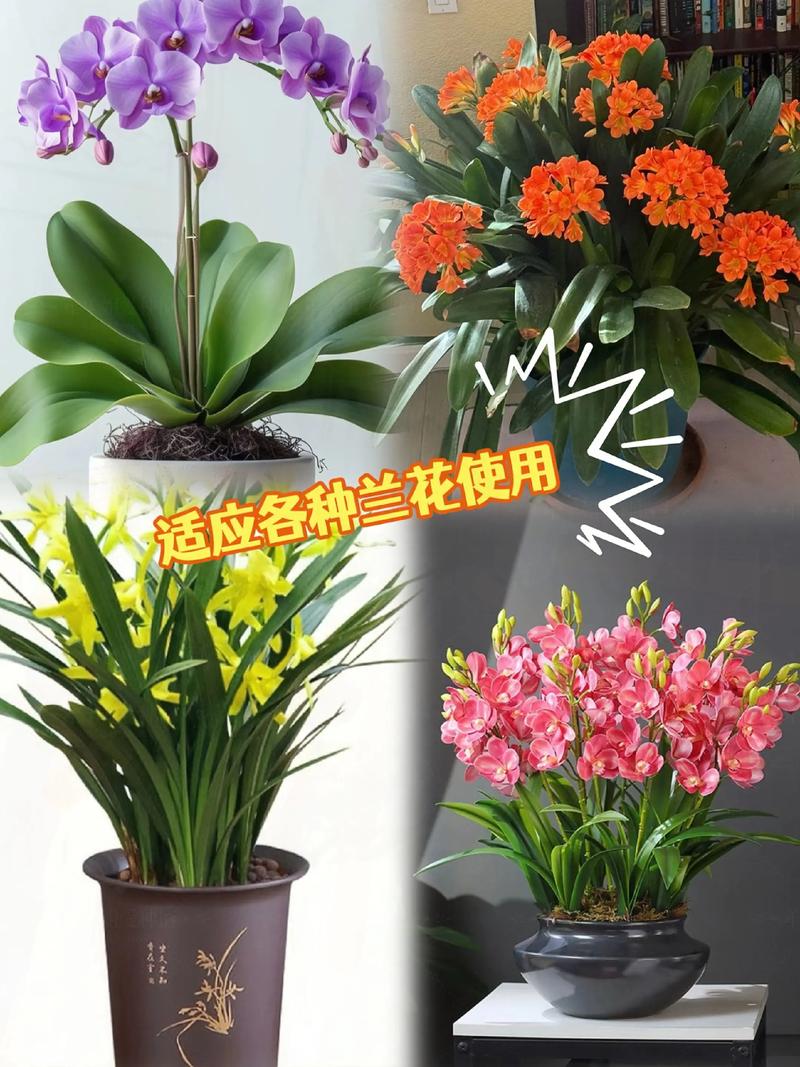 君子兰可以用茶叶施肥吗?君子兰放茶叶好吗