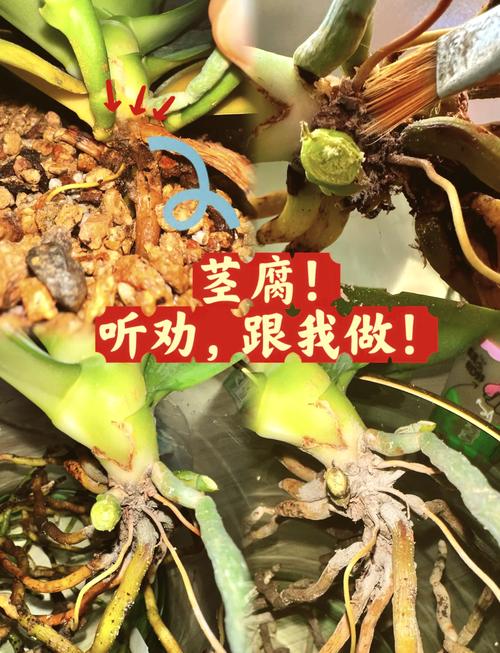 兰草花长虫怎么办？兰草花长虫怎么办视频