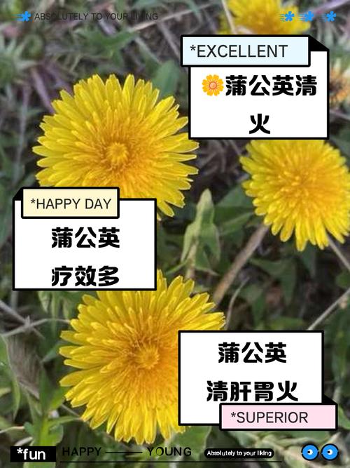 蒲公英水是凉性还是热性？蒲公英茶是凉性还是寒性