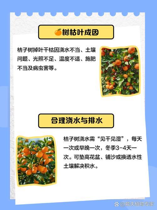 桔子树为什么掉叶子的原因？桔子树怎么会掉叶子