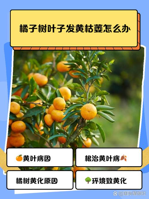 桔子树为什么掉叶子的原因?桔子树怎么会掉叶子