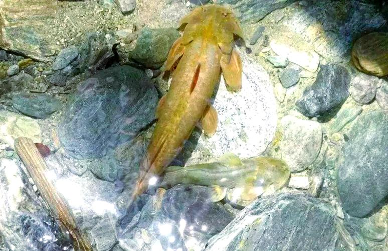 求石爬子养殖技术？石爬子大型养殖基地