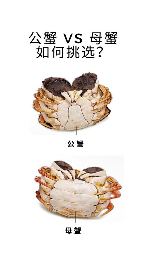 河蟹跟海蟹有什么区别?河蟹跟海蟹有什么区别吗