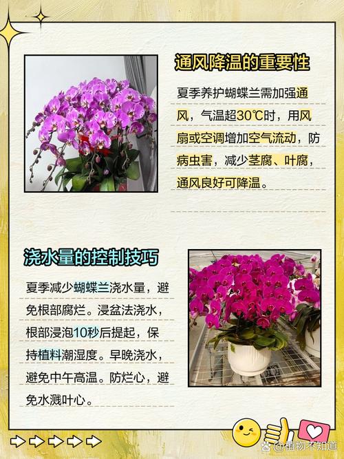 兰花夏天会休眠吗？兰花夏天休眠期