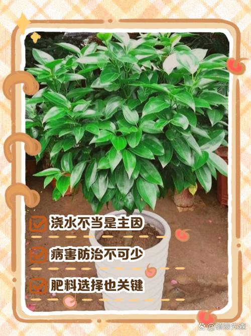 平安树叶子尖干枯怎么处理？平安树叶子尖干枯怎么治