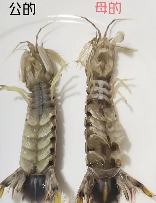 皮皮虾的杀伤力有多大？皮皮虾攻击人吗