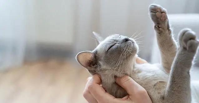 猫咪吃红薯有讲究？一次喂多少才安全？健康秘诀大公开