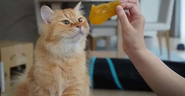 猫咪吃红薯有讲究?一次喂多少才安全?健康秘诀大公开