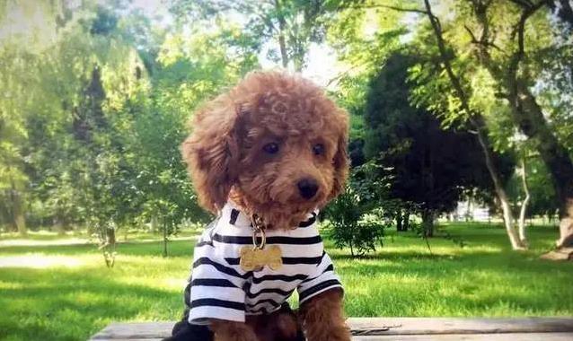 泰迪真是来报恩的?7个暖心特征,太戳心了!