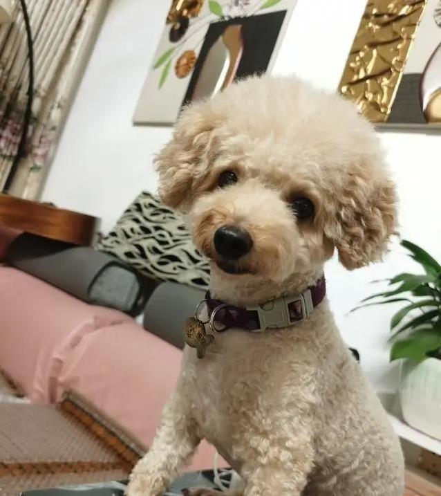 泰迪真是来报恩的?7个暖心特征,太戳心了!