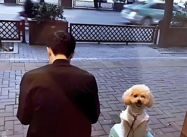 泰迪真是来报恩的?7个暖心特征,太戳心了!