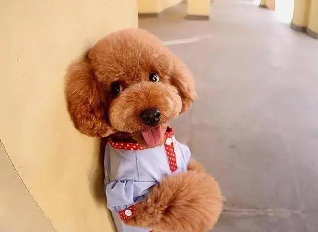 泰迪真是来报恩的?7个暖心特征,太戳心了!