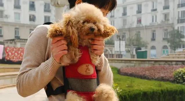 泰迪真是来报恩的?7个暖心特征,太戳心了!