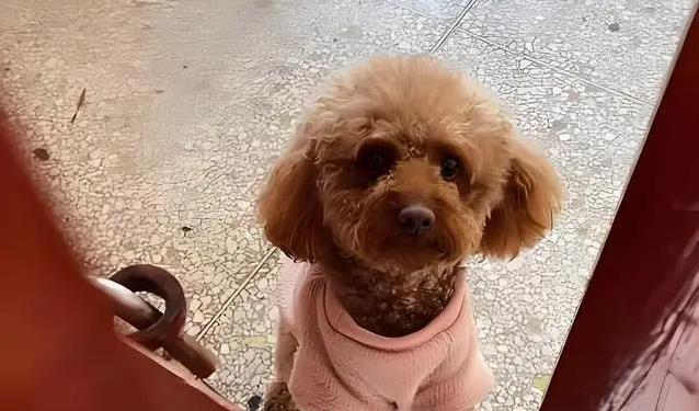 泰迪真是来报恩的?7个暖心特征,太戳心了!